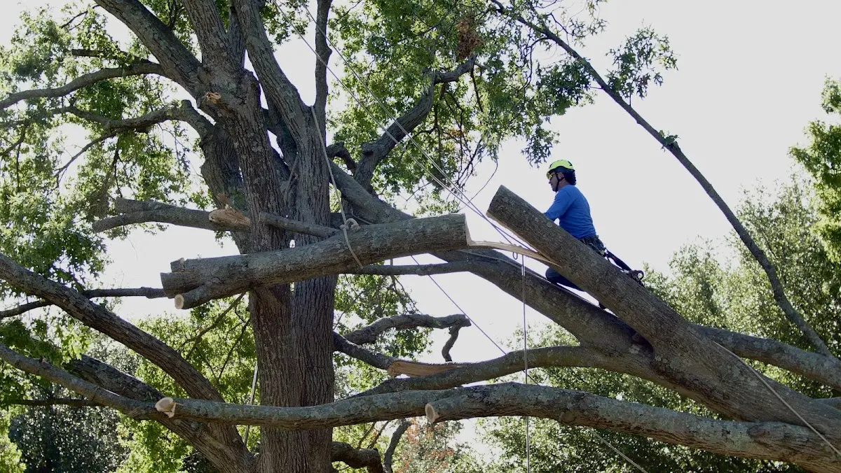 Professional Crown Thinning performed by certified arborists in Stover