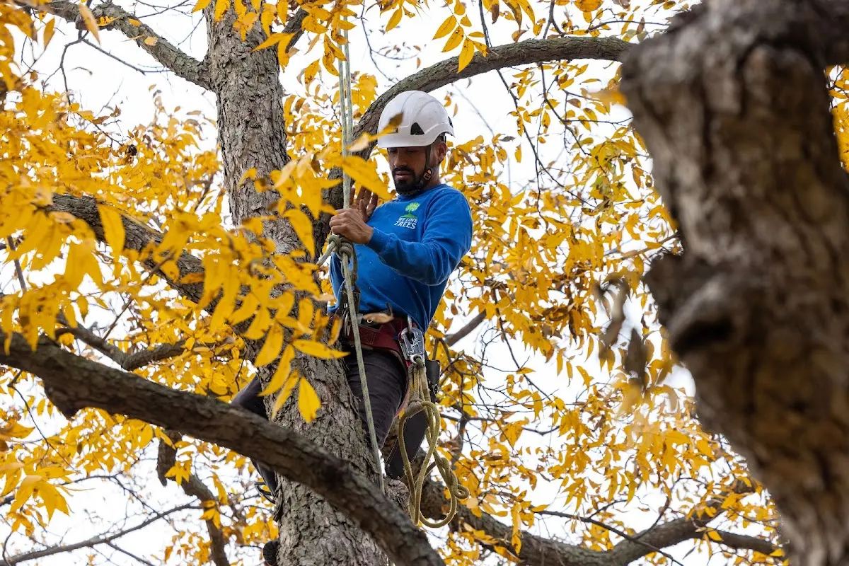 Skilled Tree Trimming crew working in Stover